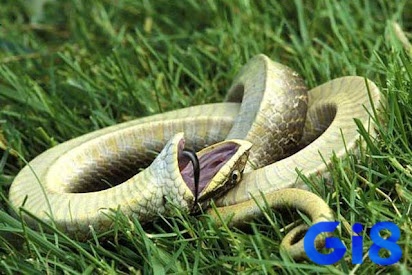 Cùng gi8 phân tích điềm báo khi giải mã giấc mơ thấy rắn chết nhé!