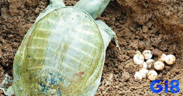 Mơ thấy ba ba đẻ trứng mang lại điềm báo tốt về sự sinh sôi, phát triển