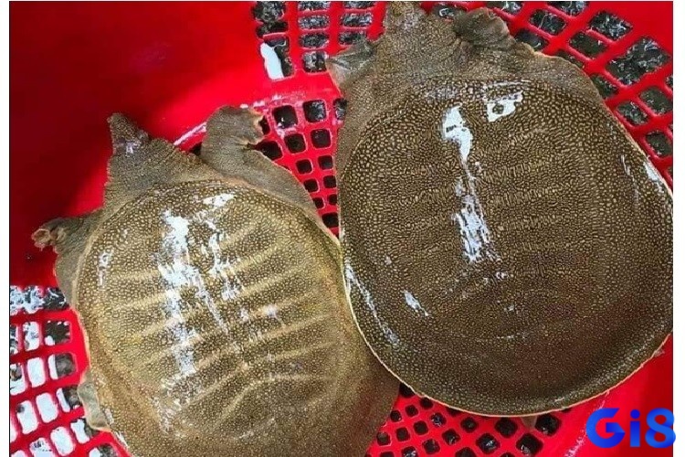 Giải mã mơ thấy ba ba đánh lô đề gì là thông tin hot hiện nay