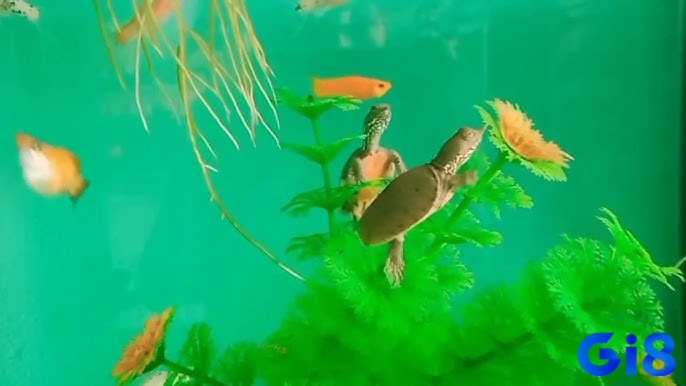 Mơ thấy ba ba đang bơi trong nước báo hiệu rằng bạn sẽ gặp nhiều thuận lợi trong công việc